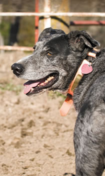 Profile shot of a cowdog.