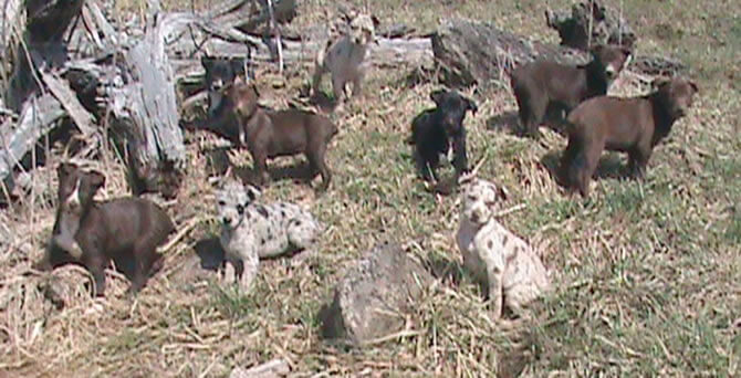 Current litter group photo