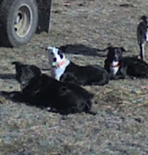 Hawk, Booger, Happy and Buster.