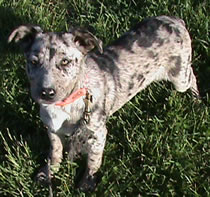 pups sold