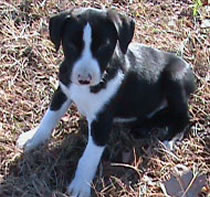pups sold