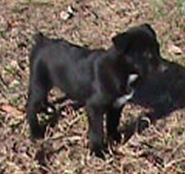 pups sold