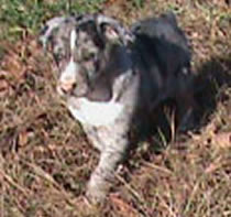pups sold