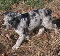 pups sold