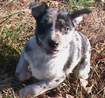 pups sold