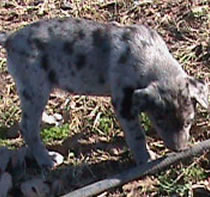 pups sold