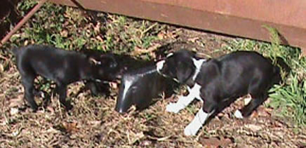 pups sold