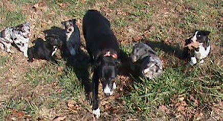 pups sold
