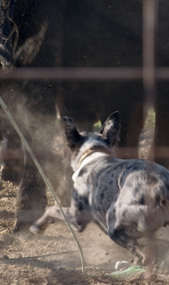 Selecting a cowdog